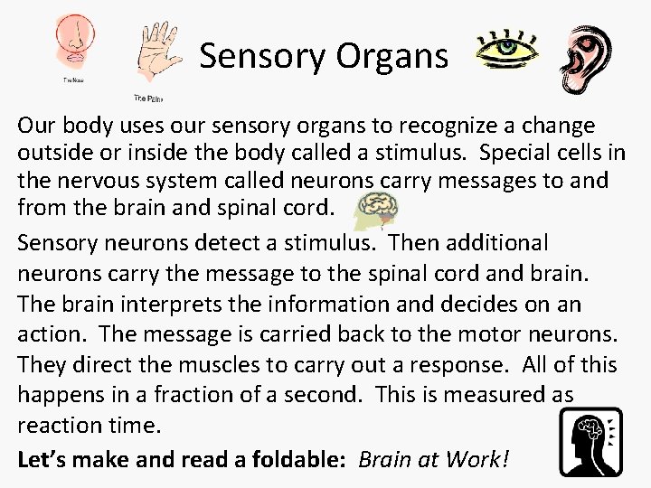 Sensory Organs Our body uses our sensory organs to recognize a change outside or