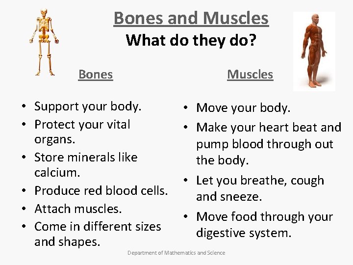 Bones and Muscles What do they do? Bones Muscles • Support your body. •
