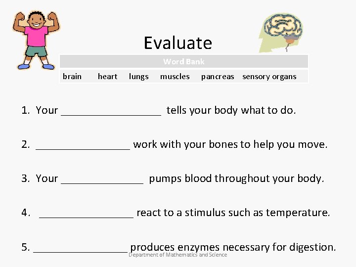 Evaluate Word Bank brain heart lungs muscles pancreas sensory organs 1. Your _________ tells