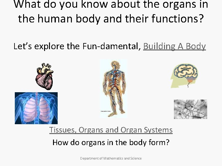 What do you know about the organs in the human body and their functions?