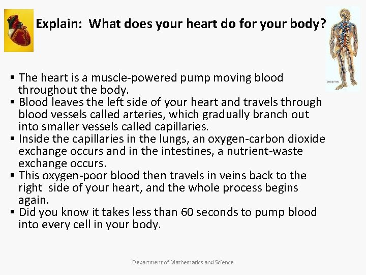 Explain: What does your heart do for your body? § The heart is a