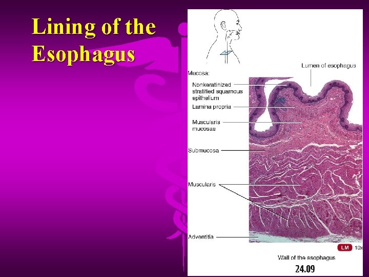 Lining of the Esophagus 
