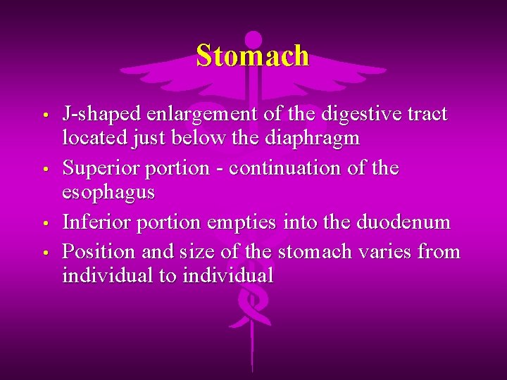 Stomach • • J-shaped enlargement of the digestive tract located just below the diaphragm