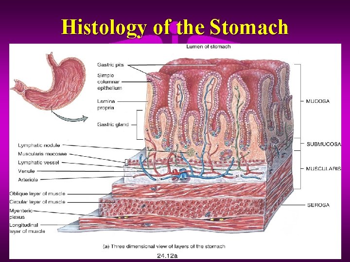 Histology of the Stomach 