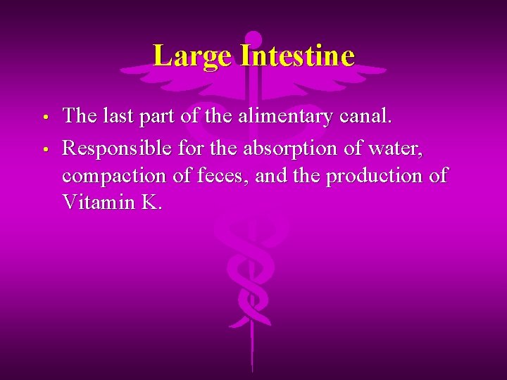 Large Intestine • • The last part of the alimentary canal. Responsible for the