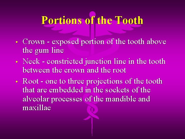 Portions of the Tooth • • • Crown - exposed portion of the tooth
