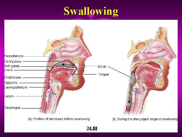 Swallowing 