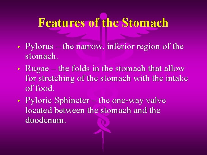 Features of the Stomach • • • Pylorus – the narrow, inferior region of