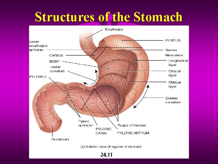 Structures of the Stomach 