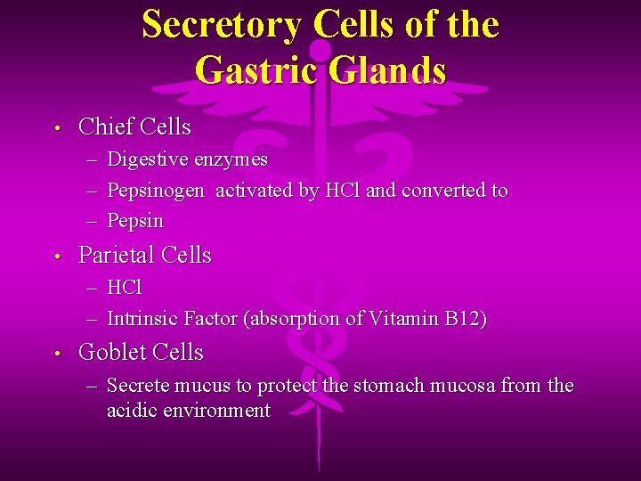 Secretory Cells of the Gastric Glands • Chief Cells – – – • Digestive