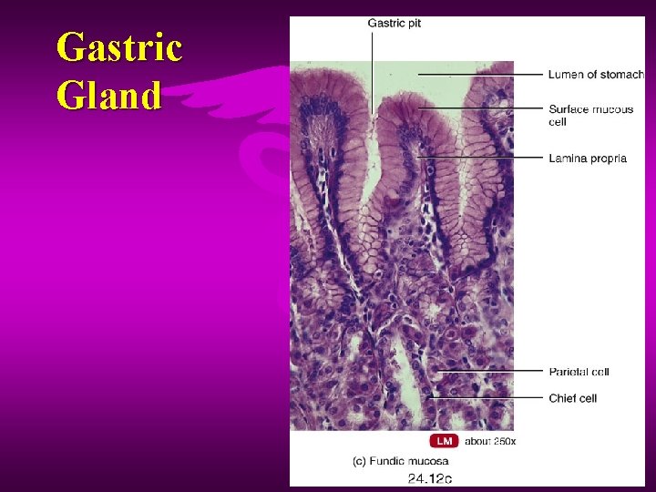 Gastric Gland 