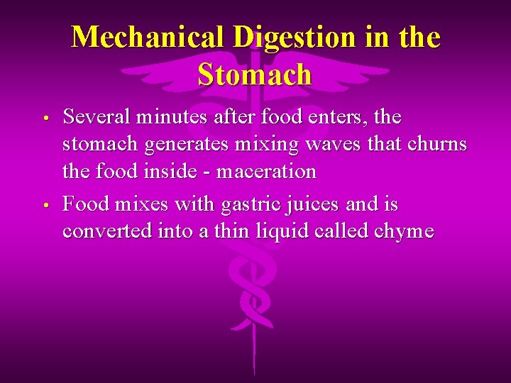 Mechanical Digestion in the Stomach • • Several minutes after food enters, the stomach