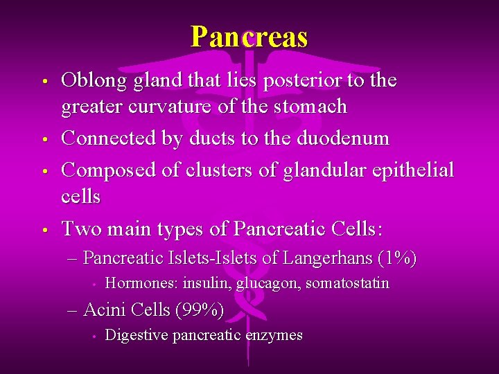Pancreas • • Oblong gland that lies posterior to the greater curvature of the