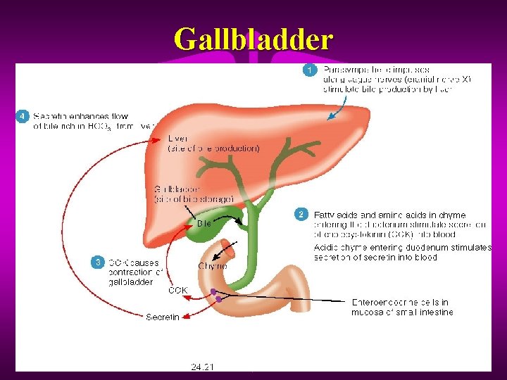 Gallbladder 
