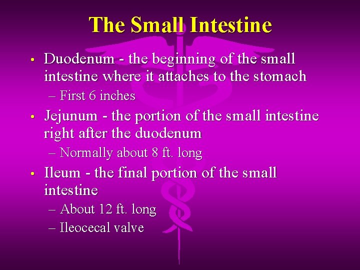The Small Intestine • Duodenum - the beginning of the small intestine where it