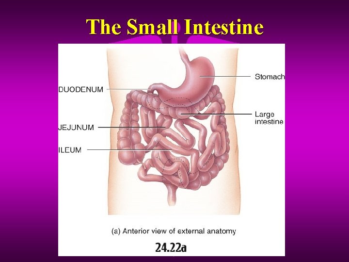 The Small Intestine 