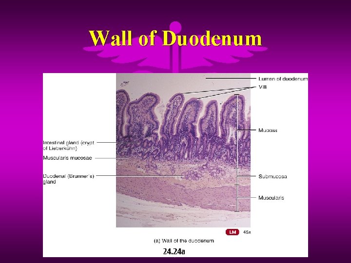 Wall of Duodenum 