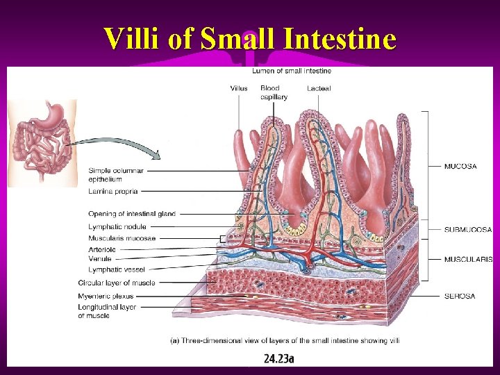 Villi of Small Intestine 