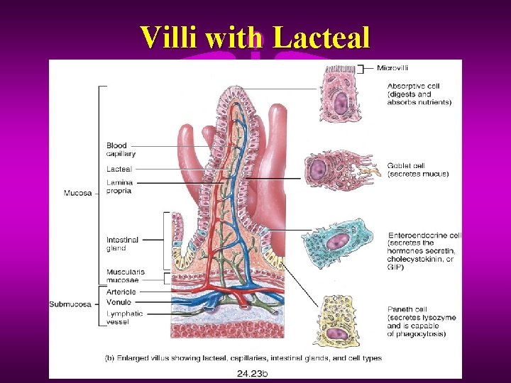 Villi with Lacteal 