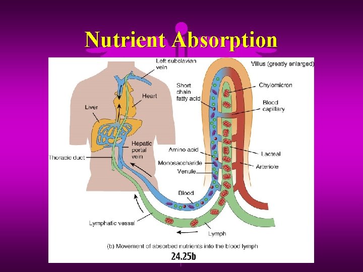 Nutrient Absorption 