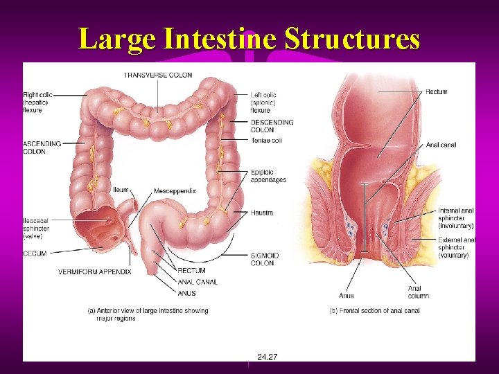 Large Intestine Structures 