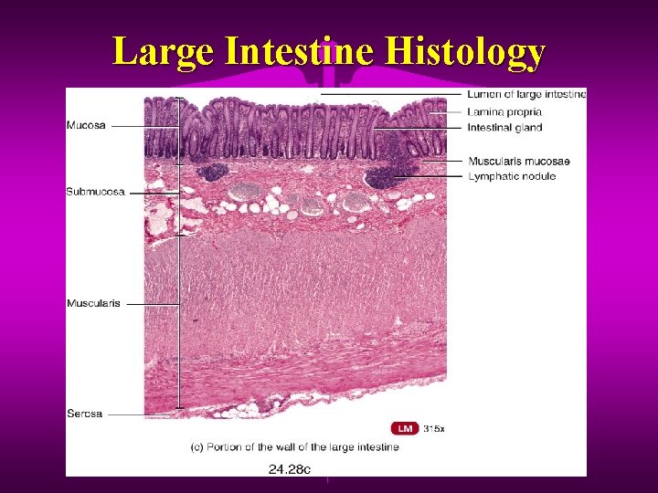 Large Intestine Histology 