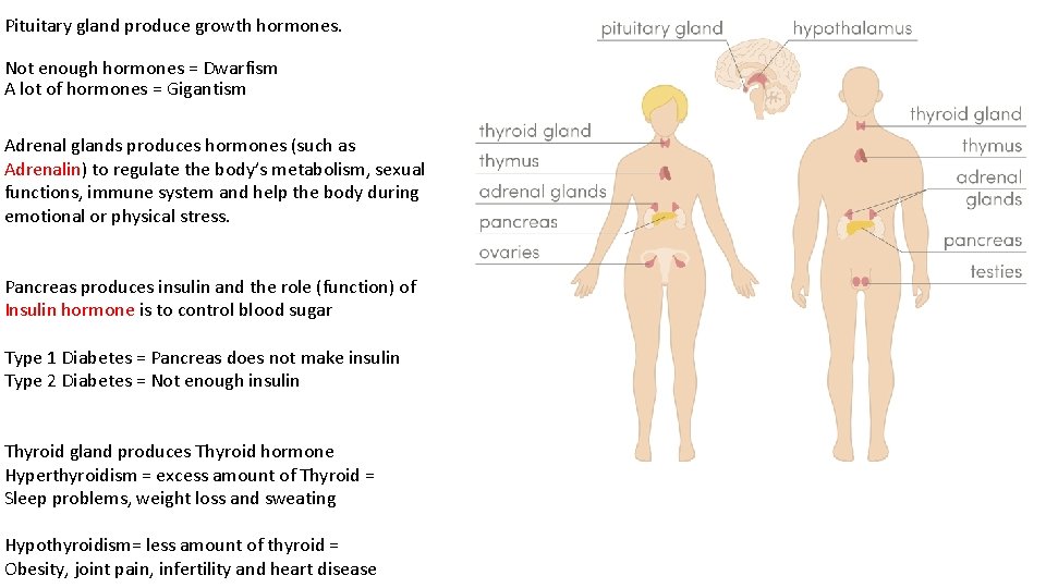 Pituitary gland produce growth hormones. Not enough hormones = Dwarfism A lot of hormones