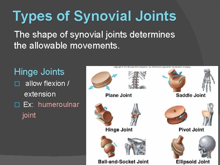 Types of Synovial Joints The shape of synovial joints determines the allowable movements. Hinge