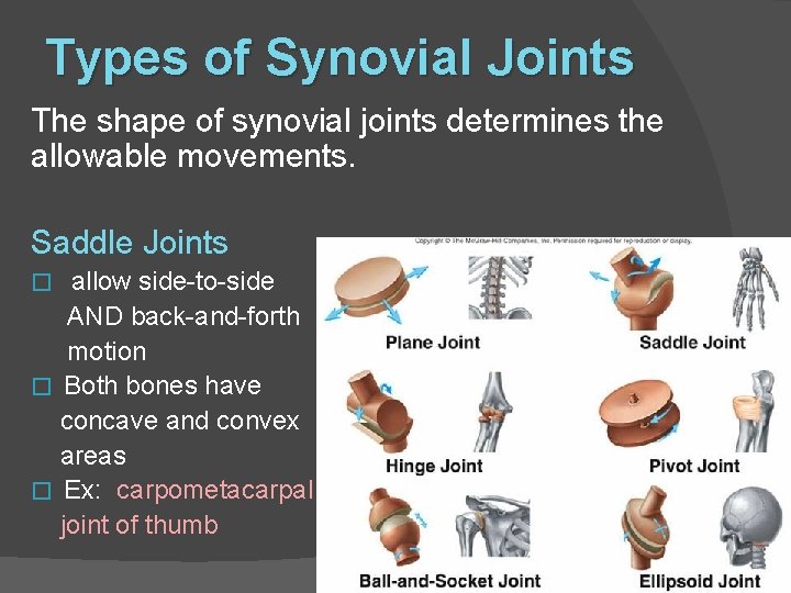 Types of Synovial Joints The shape of synovial joints determines the allowable movements. Saddle