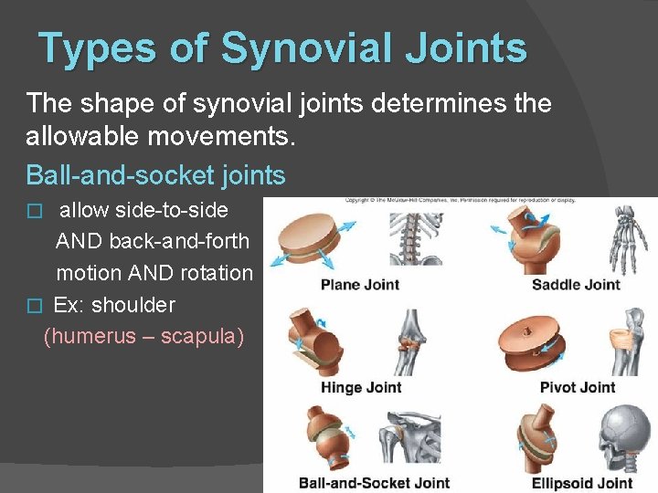 Types of Synovial Joints The shape of synovial joints determines the allowable movements. Ball-and-socket