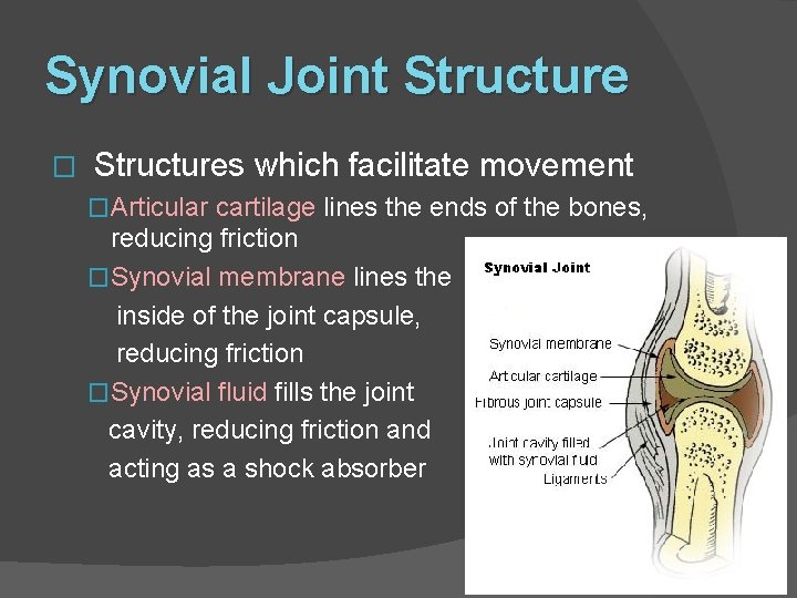 Synovial Joint Structure � Structures which facilitate movement �Articular cartilage lines the ends of