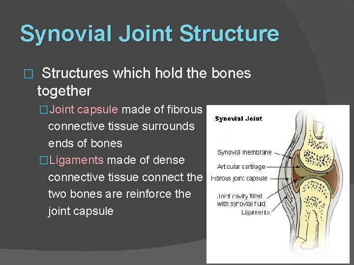 Synovial Joint Structure � Structures which hold the bones together �Joint capsule made of