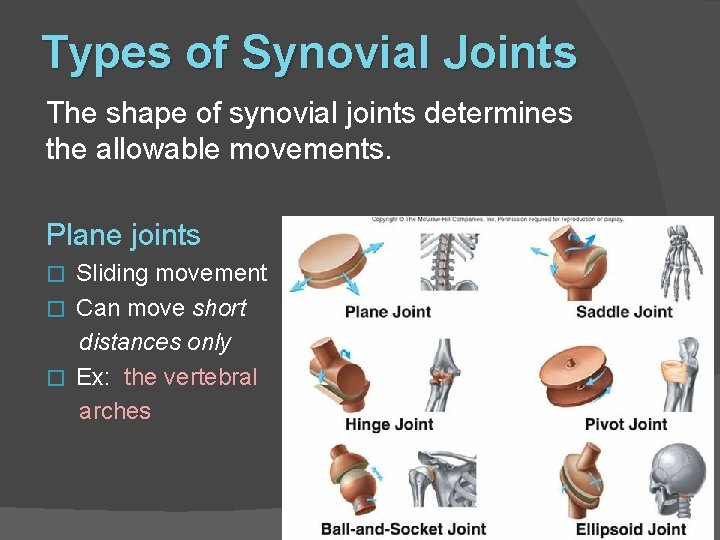 Types of Synovial Joints The shape of synovial joints determines the allowable movements. Plane