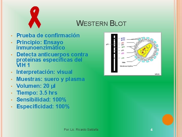  • • • WESTERN BLOT Prueba de confirmación Principio: Ensayo inmunoenzimático Detecta anticuerpos