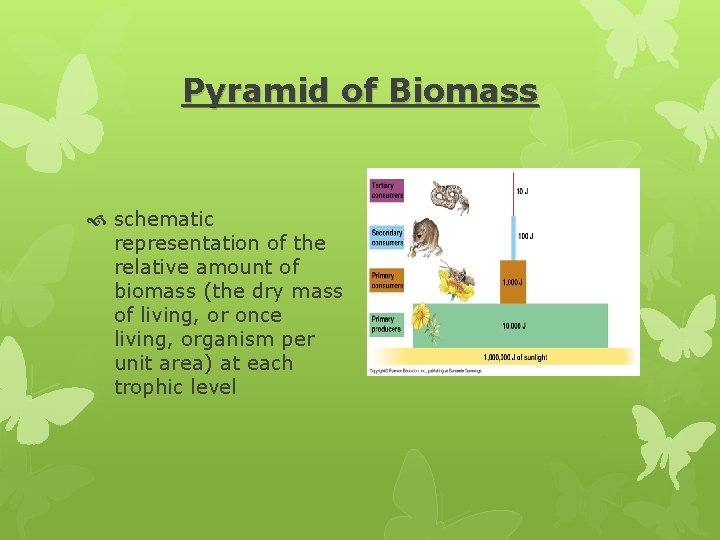 Pyramid of Biomass schematic representation of the relative amount of biomass (the dry mass