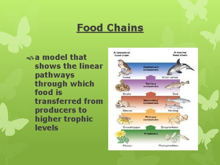 Food Chains a model that shows the linear pathways through which food is transferred