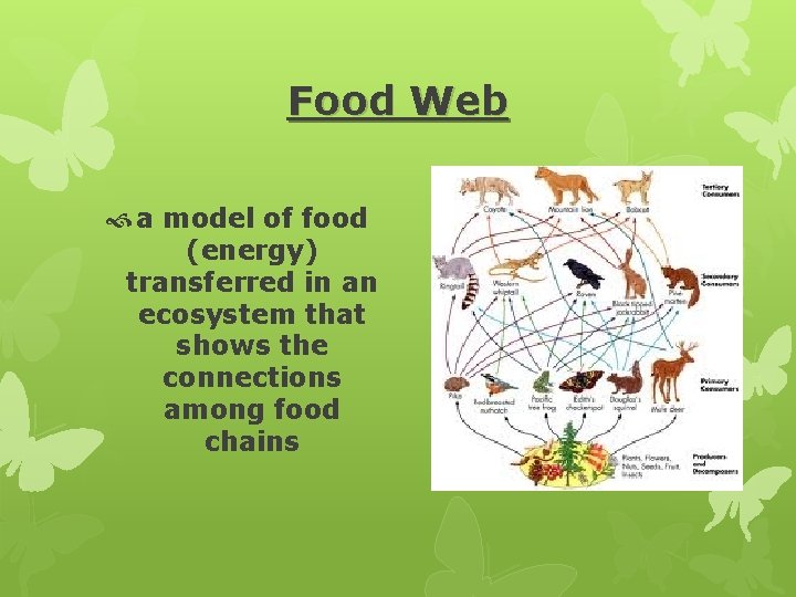 Food Web a model of food (energy) transferred in an ecosystem that shows the