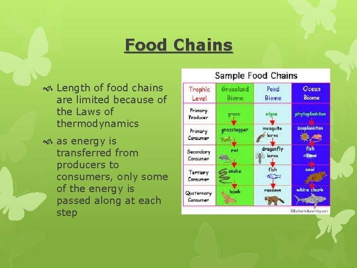 Food Chains Length of food chains are limited because of the Laws of thermodynamics