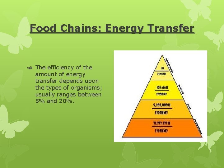 Food Chains: Energy Transfer The efficiency of the amount of energy transfer depends upon