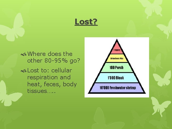 Lost? Where does the other 80 -95% go? Lost to: cellular respiration and heat,