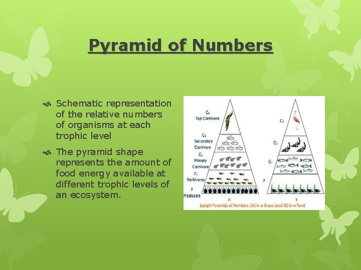 Pyramid of Numbers Schematic representation of the relative numbers of organisms at each trophic