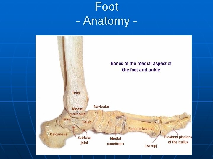 Foot - Anatomy - 