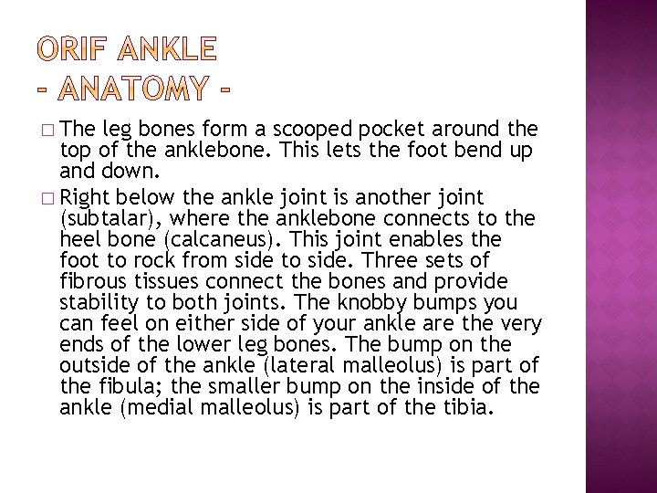 � The leg bones form a scooped pocket around the top of the anklebone.
