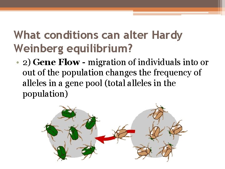 What conditions can alter Hardy Weinberg equilibrium? • 2) Gene Flow - migration of