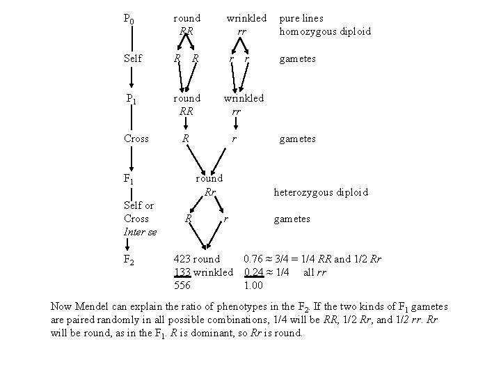 P 0 round RR wrinkled rr pure lines homozygous diploid Self R r gametes