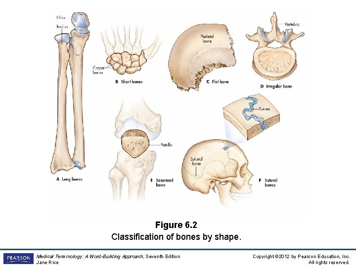 Figure 6. 2 Classification of bones by shape. Medical Terminology: A Word-Building Approach, Seventh