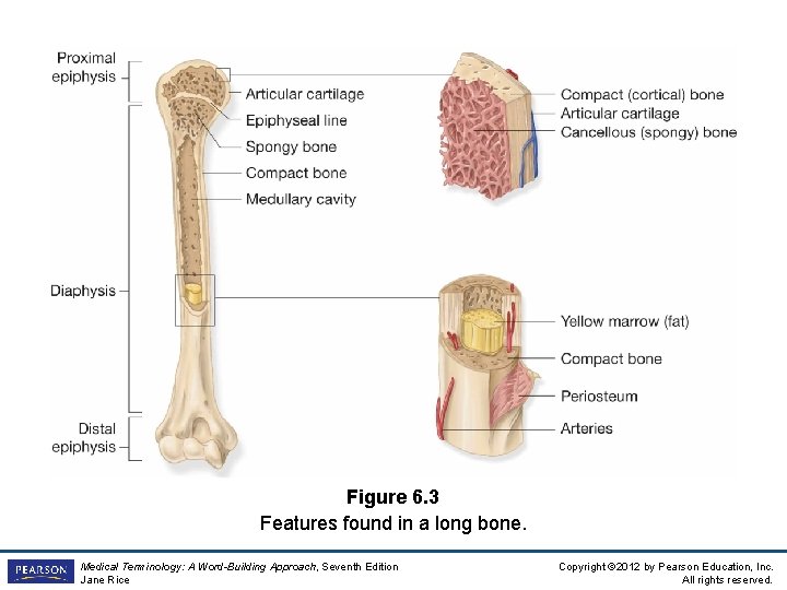 Figure 6. 3 Features found in a long bone. Medical Terminology: A Word-Building Approach,