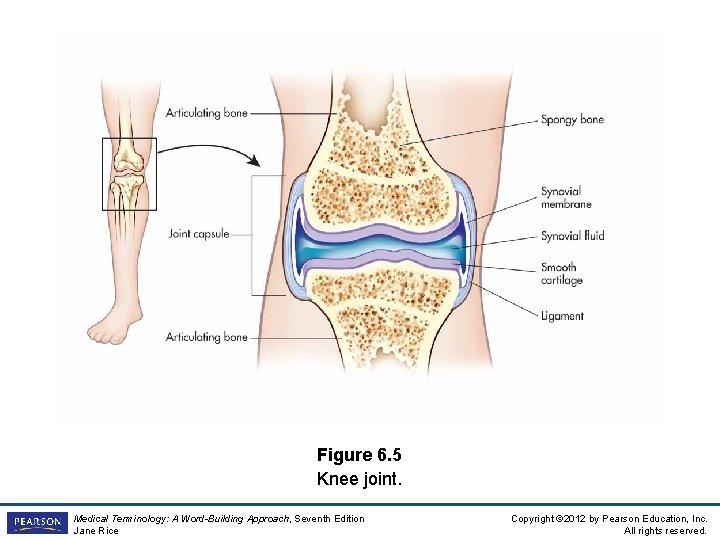 Figure 6. 5 Knee joint. Medical Terminology: A Word-Building Approach, Seventh Edition Jane Rice