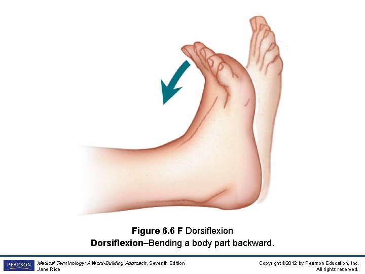 Figure 6. 6 F Dorsiflexion–Bending a body part backward. Medical Terminology: A Word-Building Approach,