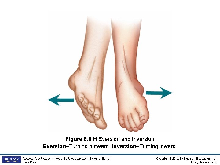 Figure 6. 6 H Eversion and Inversion Eversion–Turning outward. Inversion–Turning inward. Medical Terminology: A